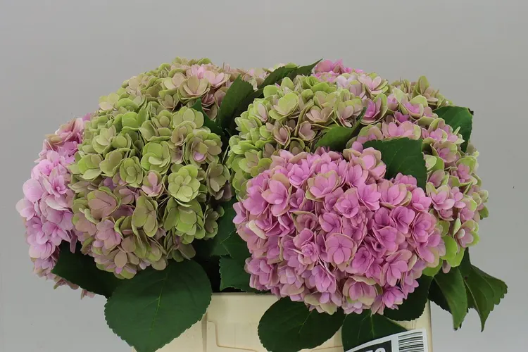 Hyd Kiss Classic 40 cm