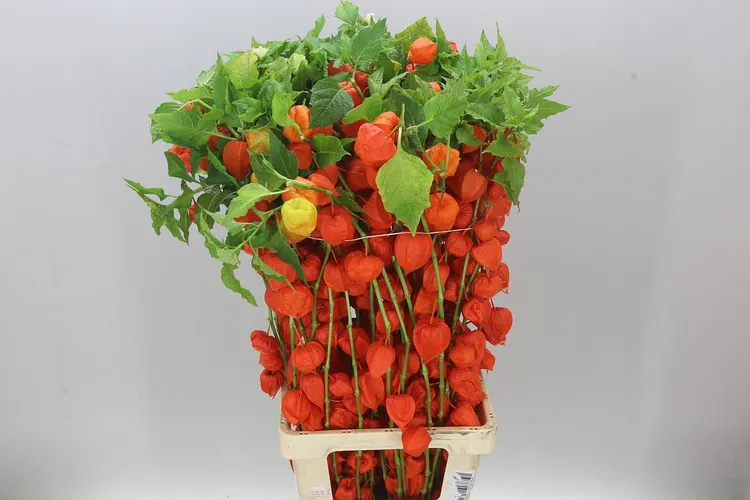 Physalis Orange 90 cm