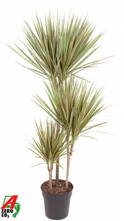 Drac Bicolor 60-30-15 črepník 21 cm