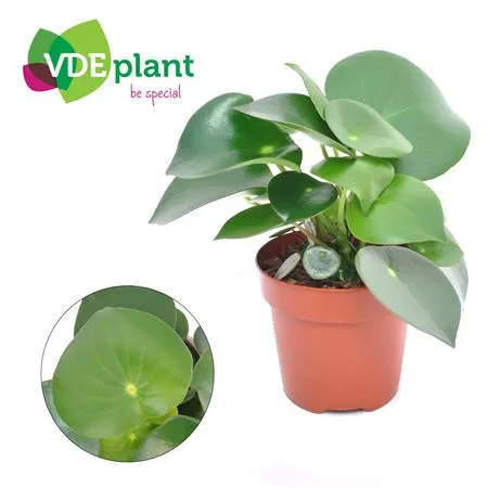 Peperomia Raindrop črepník 12 cm