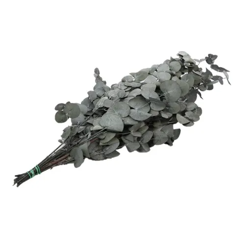 Stabilizovaný eukalyptus cinerea 65 cm, červený, 150 g