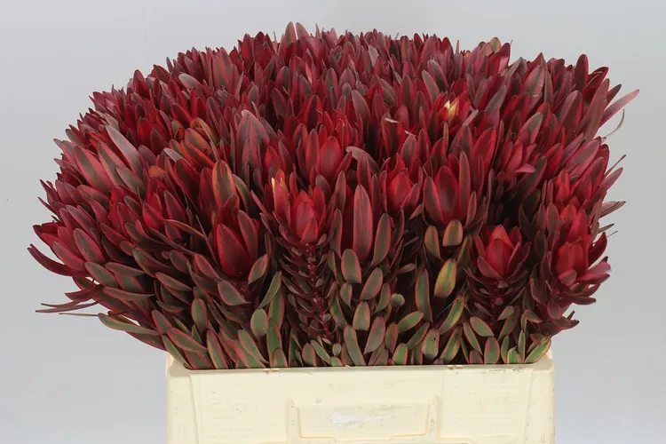 Leucadendron Jester 60 cm