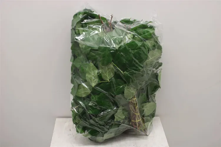 Salal Tips Vp X5 40 cm