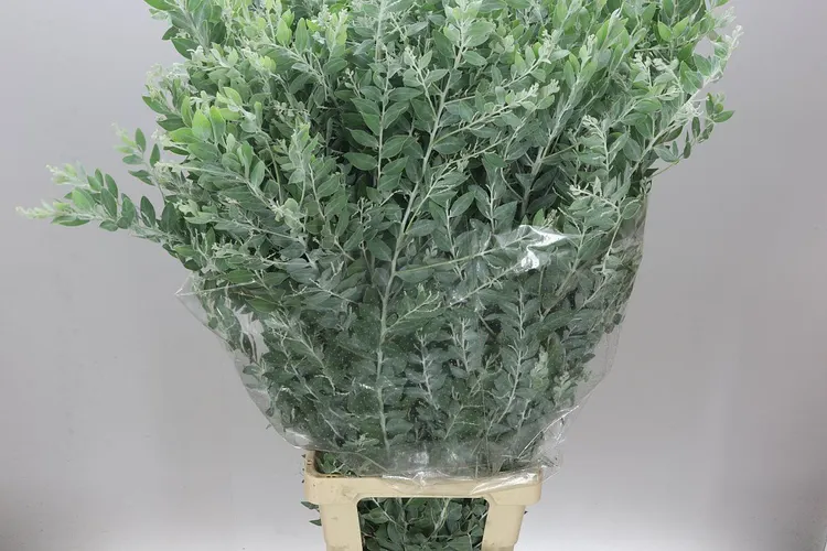 Mimosa Dennis Bodem 100 Cm 100 cm