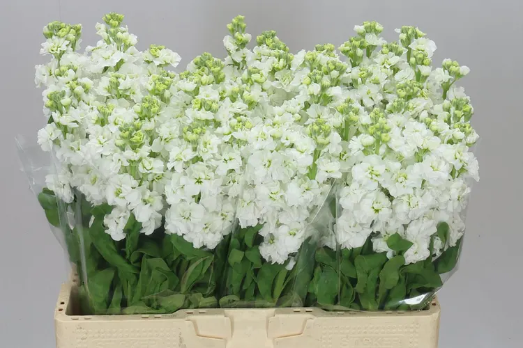 Matthiola White 57 cm