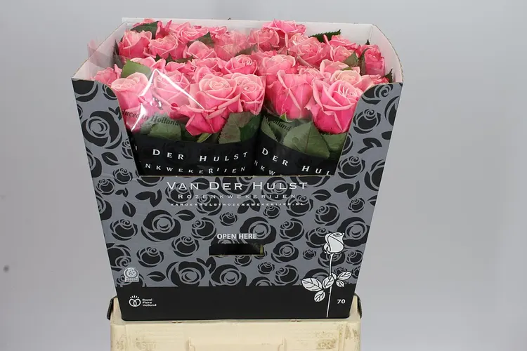 Rosa Gr Adele 70 cm