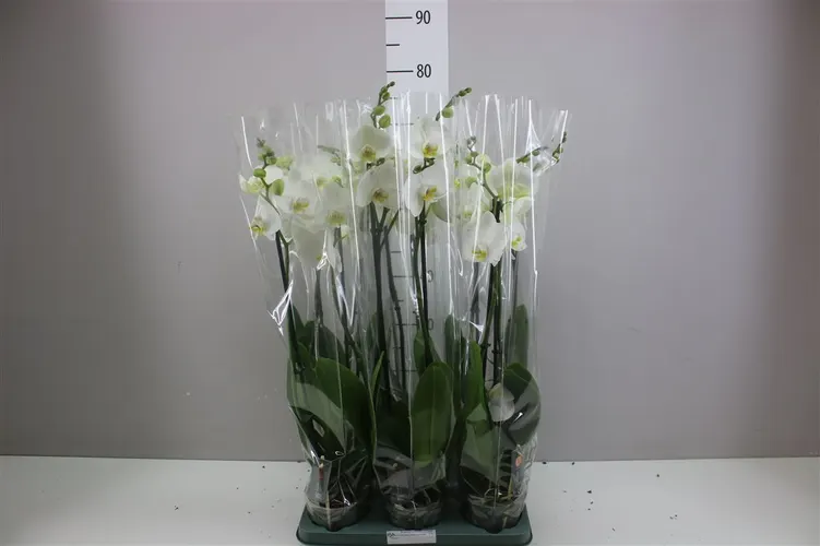 Orchidea Phalaenopsis Cambridge, 2 výhony črepník 12 cm