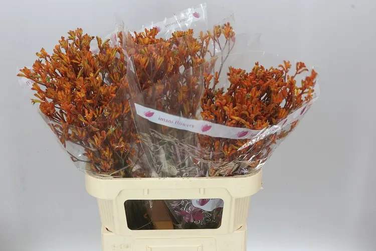 Anigozanthos Orange Fever 80 cm