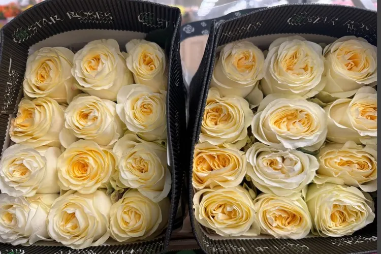 Rosa Gr Ec Buttercup 50 cm