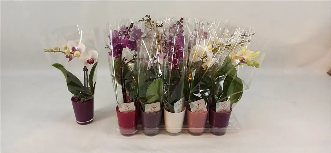 Orchidea Phalaenopsis Mini mix v obale Glas Pot, 1 výhon črepník 6 cm