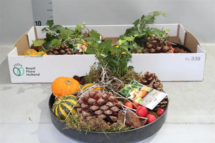 Arr Sierfruit v miske Rond črepník 27 cm
