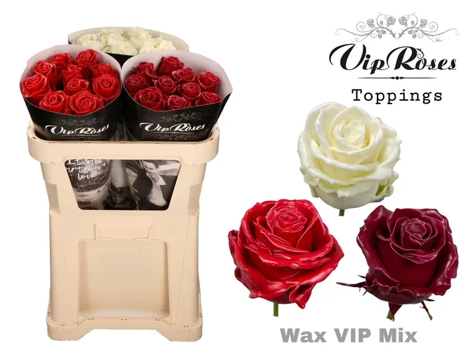 Ruža Wax Vip mix X30 998 70 cm