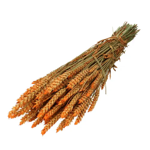Sušený kvet Wheat 60- oranžová 70 cm
