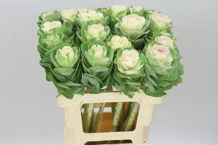Brassica White Crane 60 cm