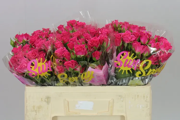 Rosa Tr Lianne 50 cm