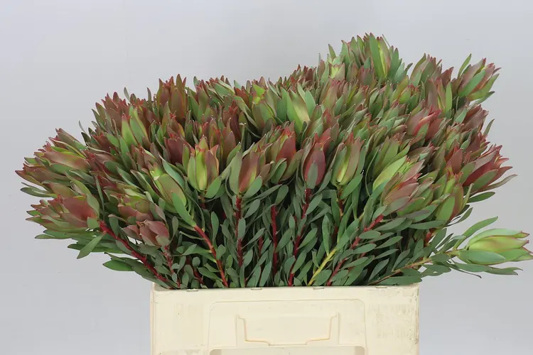 Leucadendron High Light 60 cm