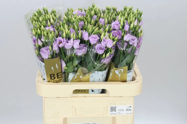 Eust E Piccolo Lavender 70 cm