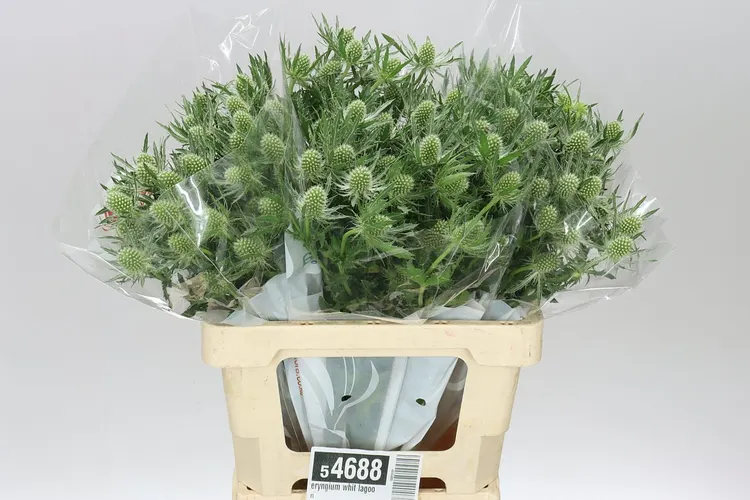 Eryngium Whit Lagoon 60 cm