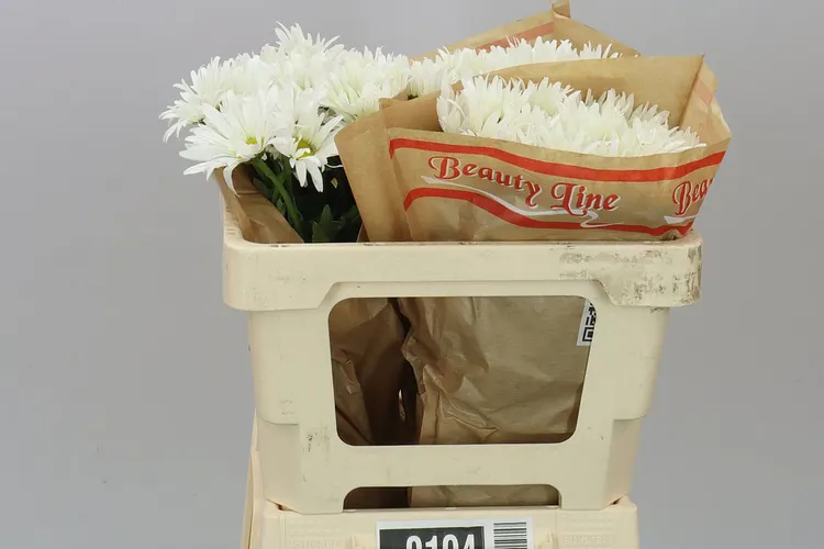 Leucanthemum Vulg White 50 cm