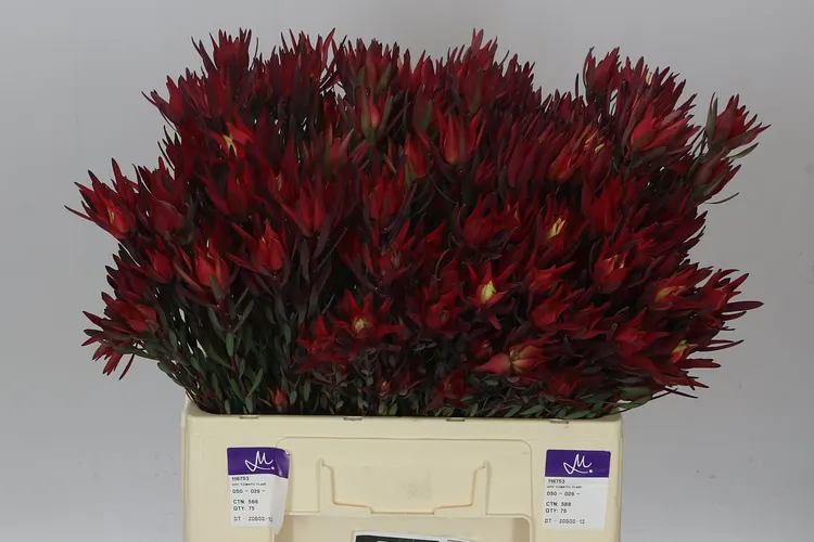 Leucadendron Sal Blush Spray 60 cm