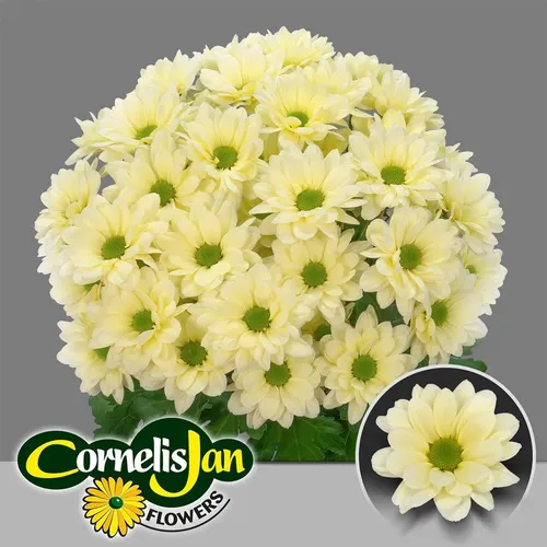 Chr T Resq Cream 70 cm