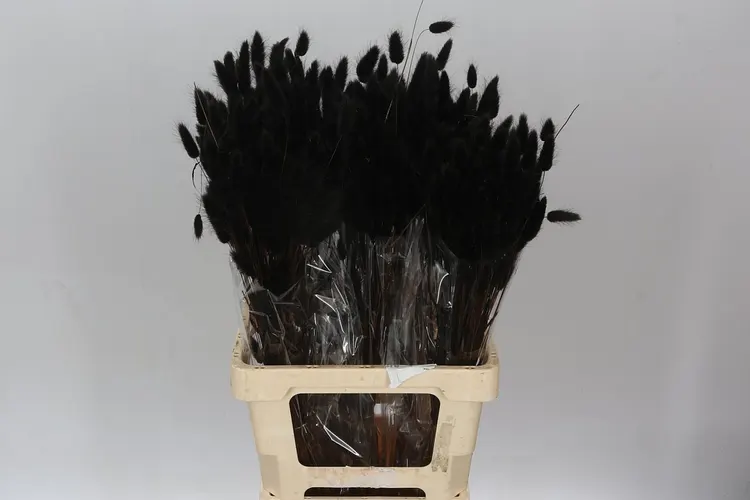 Dried Lagurus Black 65 cm