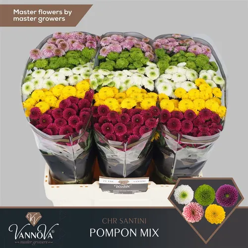 Chryzantéma santini Pompoen mix 55 cm