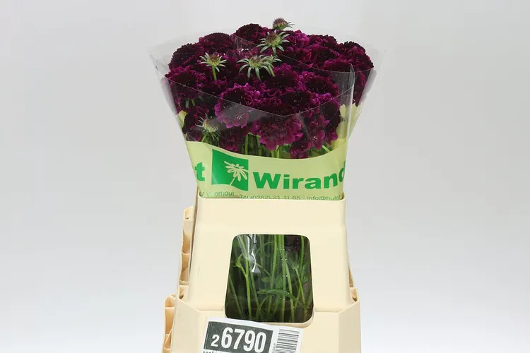Scabiosa Atr Red Velvet Scoop 60 cm