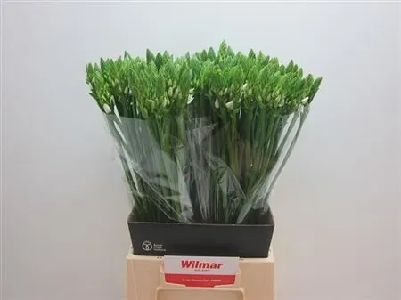 Ornithogalum Thyrsoides 60 cm