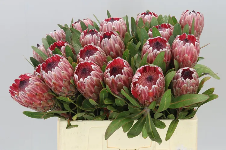 Protea Pink Ice 60 cm