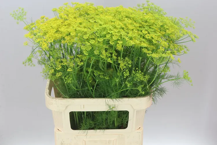 Anethum Graveolens 80 cm