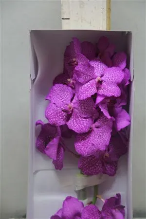 Vanda Ni Rosy