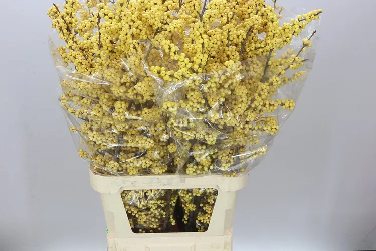 Ilex Citronella 100 cm