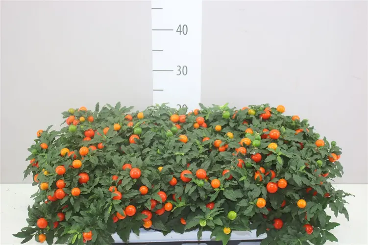Solanum Mandarin črepník 13 cm