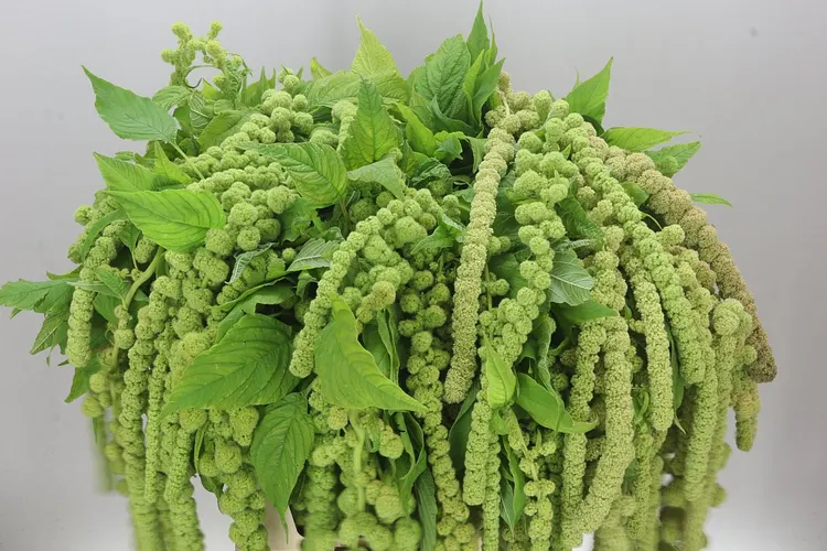 Amaranthus Ca Cycloop 80 cm
