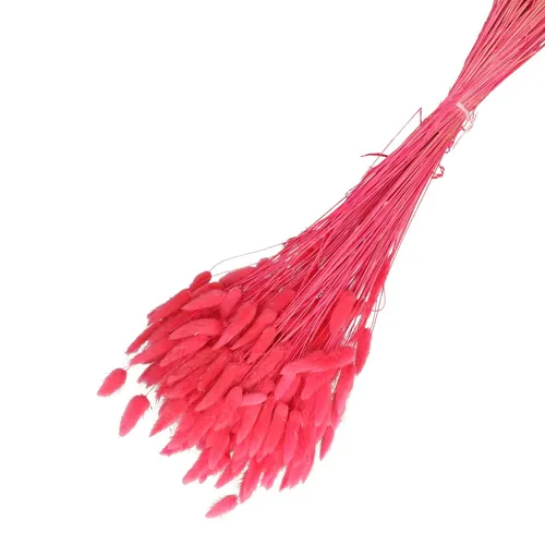 Sušený kvet Lagurus fuksiová 65 cm