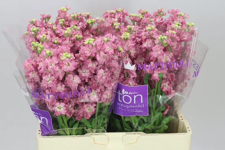 Matthiola Rose Pink 58 cm