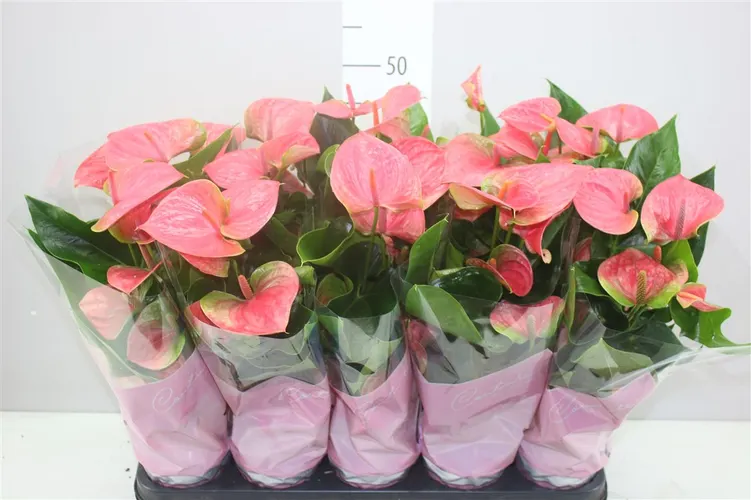 Anth An Roze črepník 12 cm
