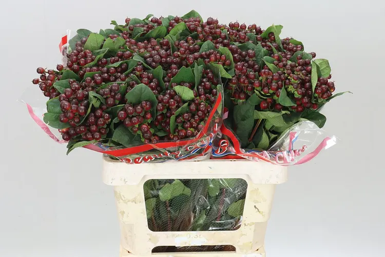 Hyperikum Globo Burgundy 60 cm
