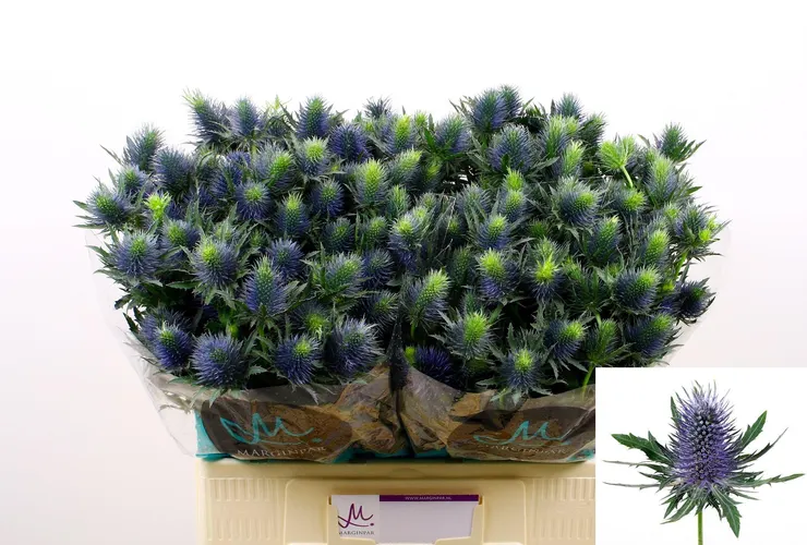 Eryngium Supernova Qstar 60 cm