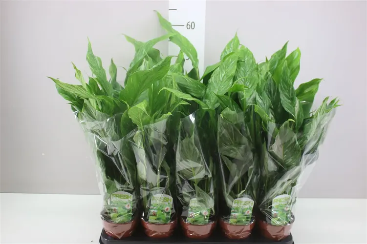 Spathiphyllum Diamond črepník 12 cm