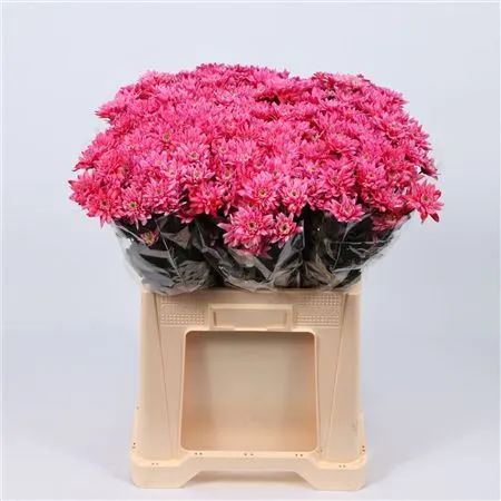 Chr T Euro Red 70 cm