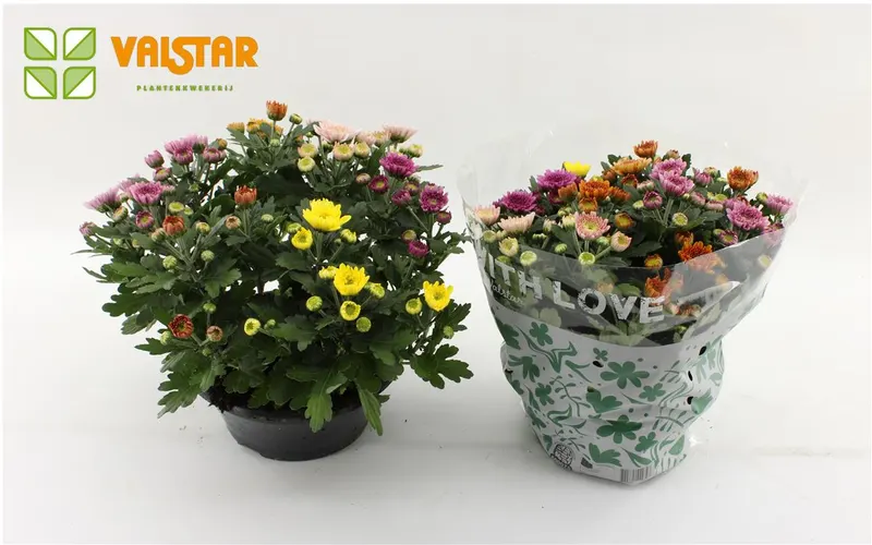 Chrysanth Elixer Schaal črepník 23 cm