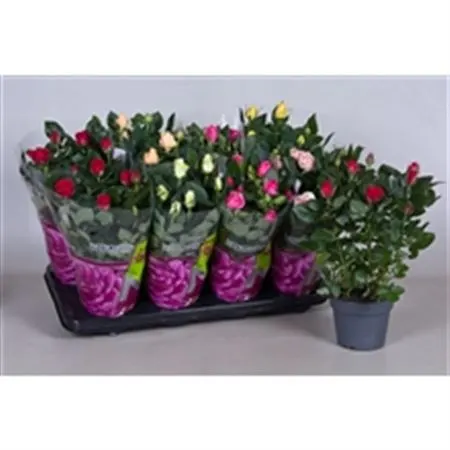 Rosa Patio Mix črepník 13 cm