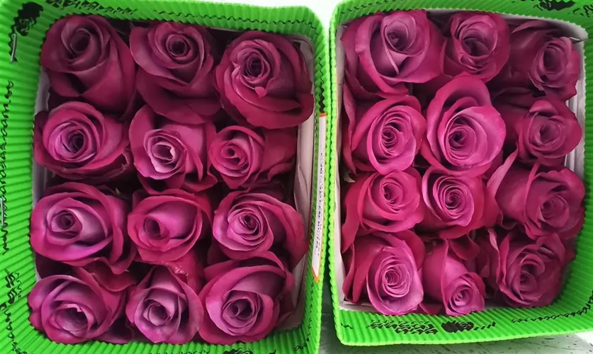 Rosa Gr Ec Violet Hill 60 cm