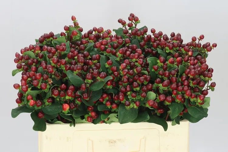 Hyp Spray Coco Montana 55 cm