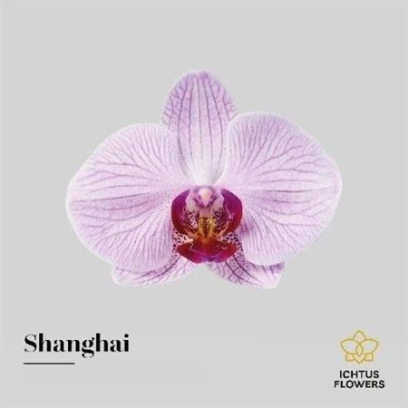 Orchidea Phalaenopsis Shanghai