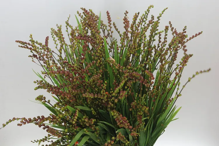 Crocosmia Berries Red 80 cm