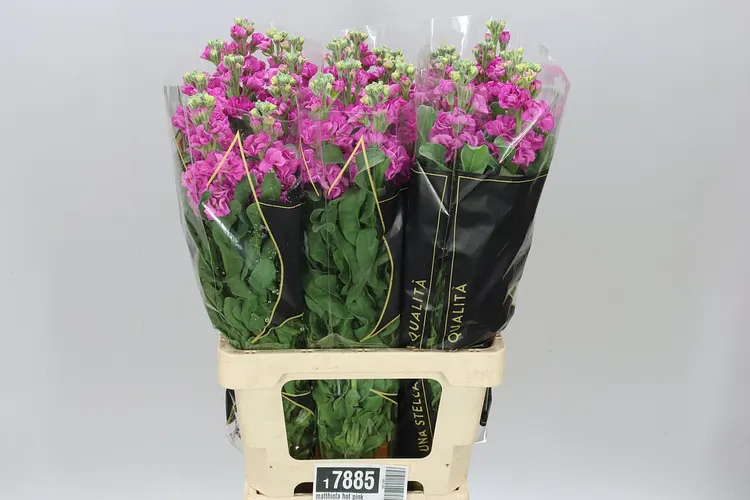 Matthiola Hot Pink It. Imp 70 cm
