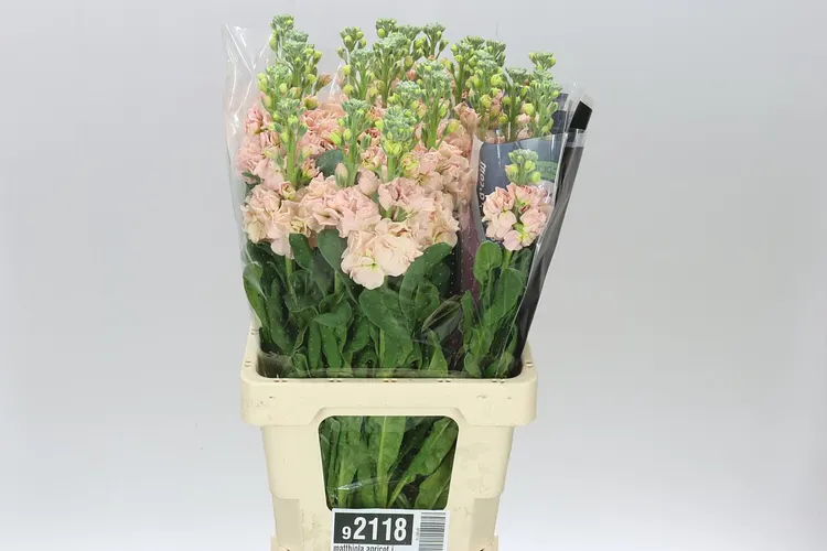 Matthiola Apricot It. Imp 70 cm